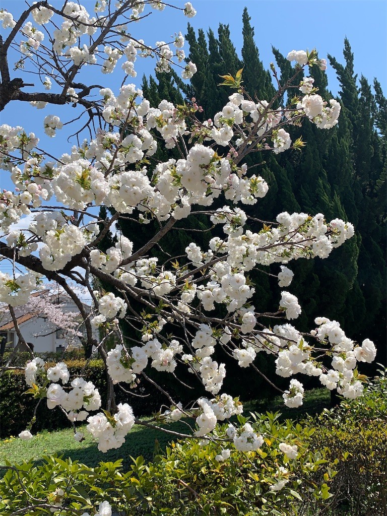 f:id:aladin_a4:20200405151302j:image
