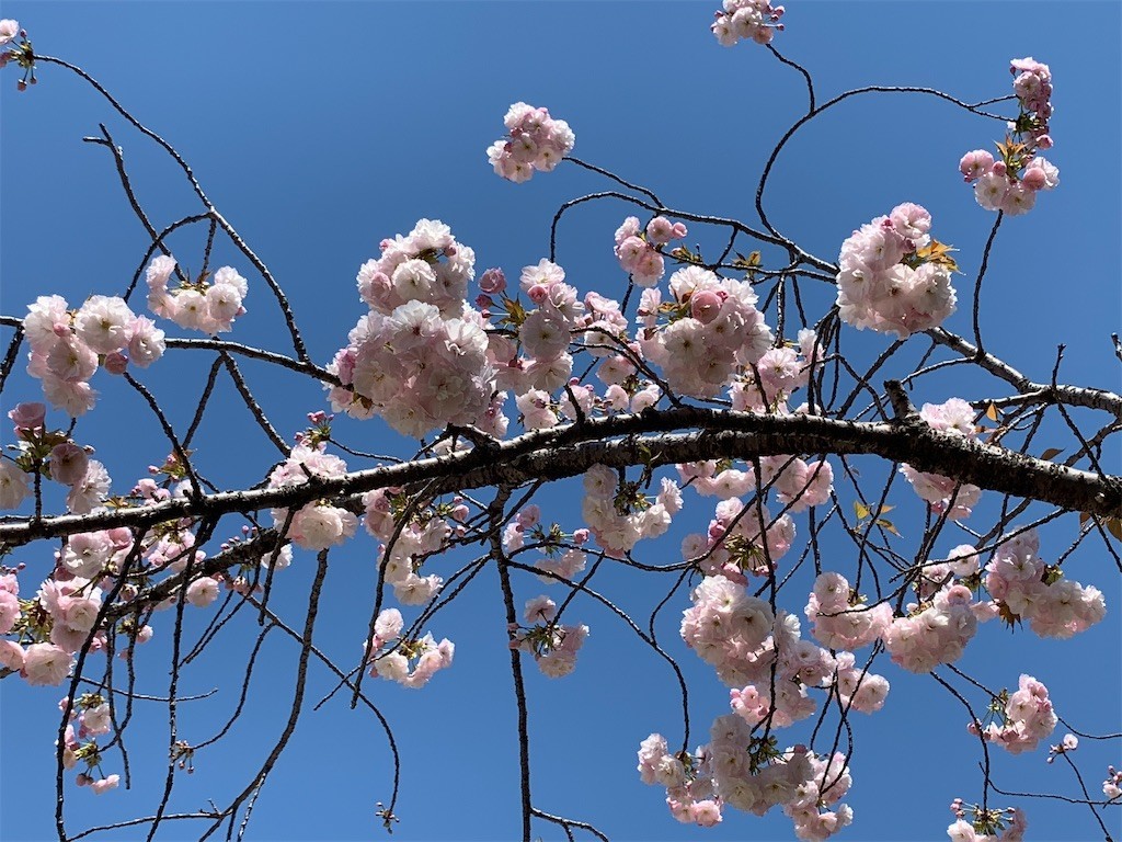 f:id:aladin_a4:20200405151315j:image