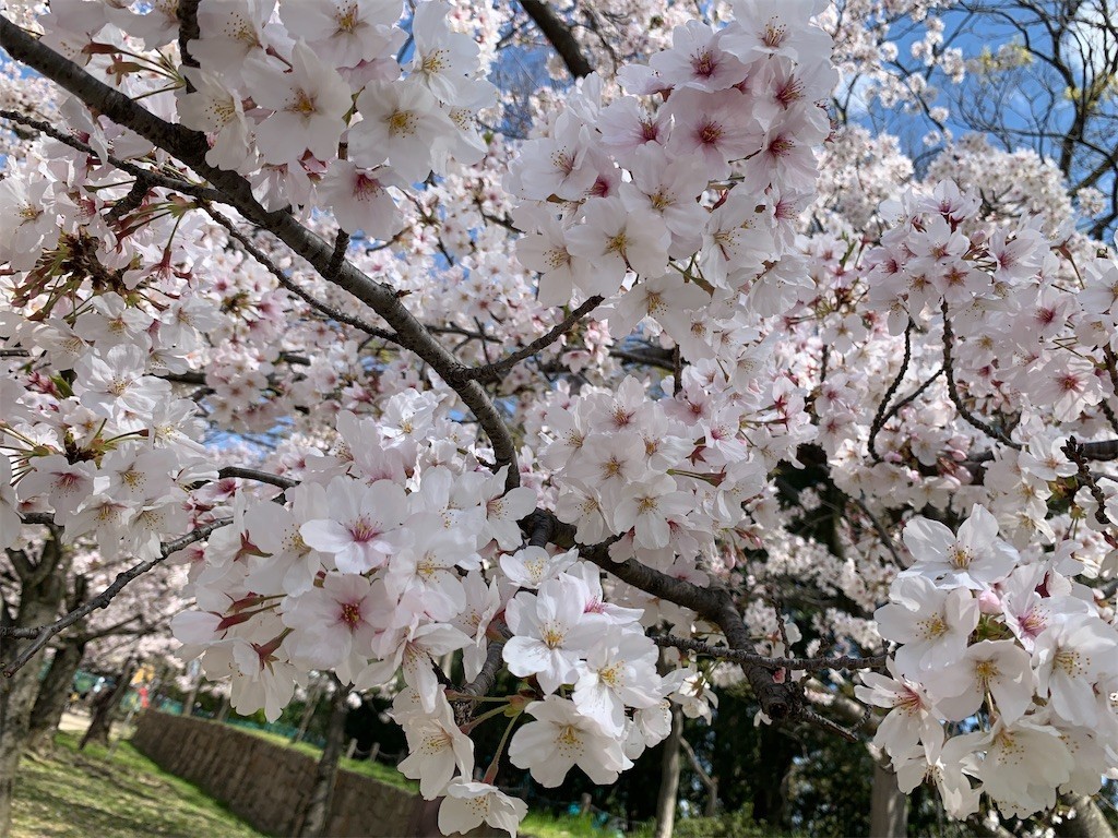 f:id:aladin_a4:20200405151338j:image