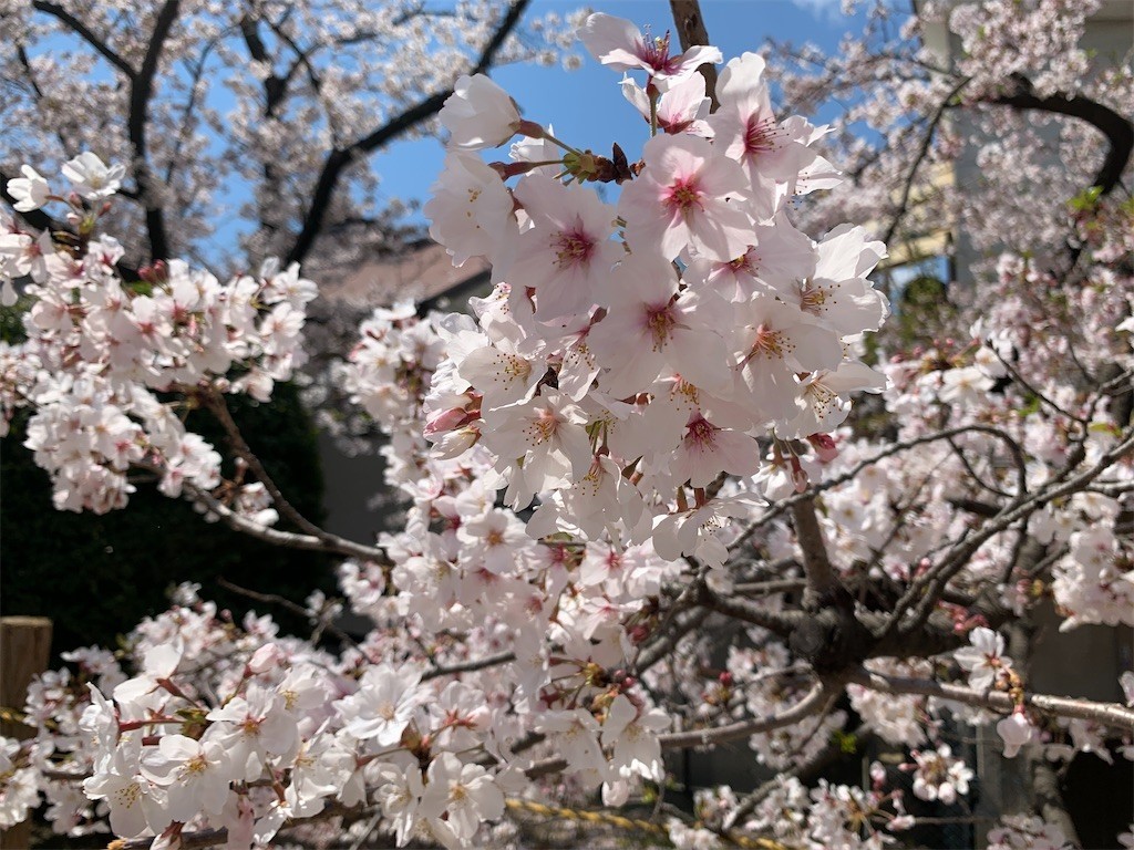 f:id:aladin_a4:20200405151352j:image