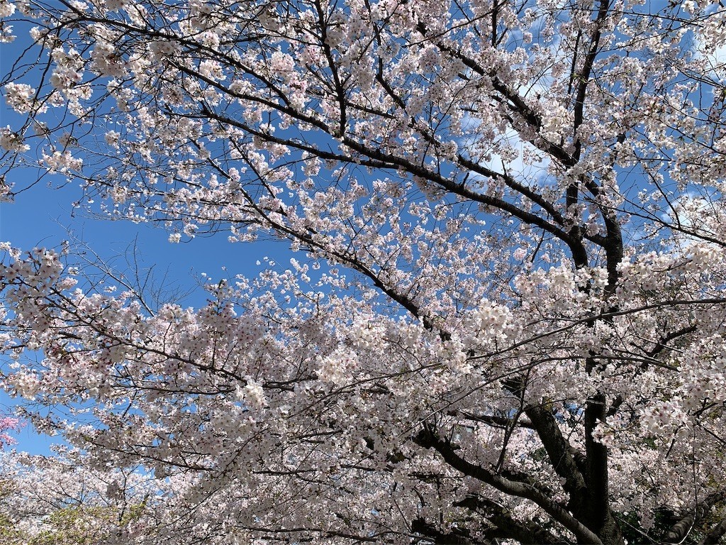 f:id:aladin_a4:20200405151426j:image