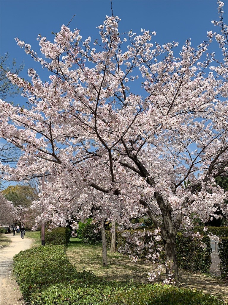 f:id:aladin_a4:20200405151439j:image