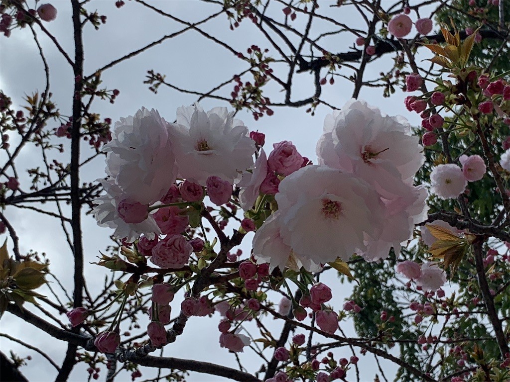 f:id:aladin_a4:20200405151442j:image
