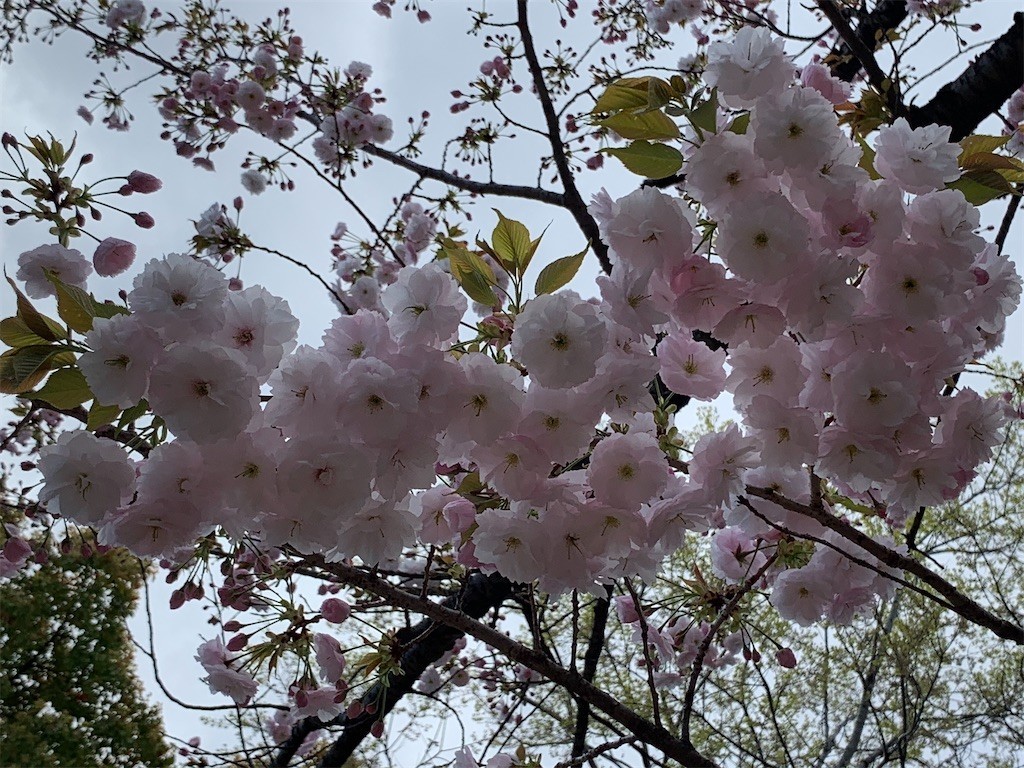 f:id:aladin_a4:20200405151447j:image