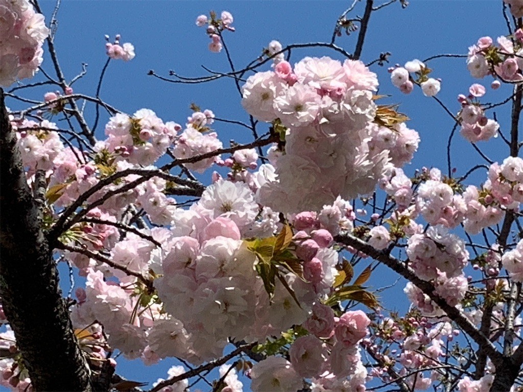 f:id:aladin_a4:20200405151502j:image