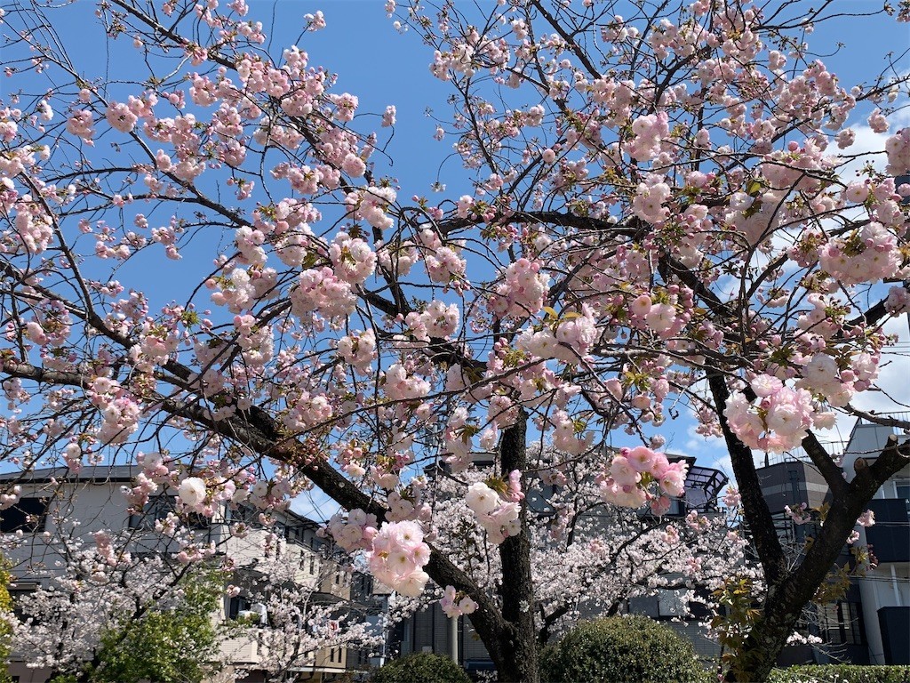 f:id:aladin_a4:20200405151506j:image