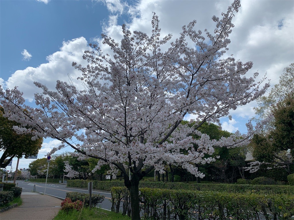 f:id:aladin_a4:20200405151510j:image