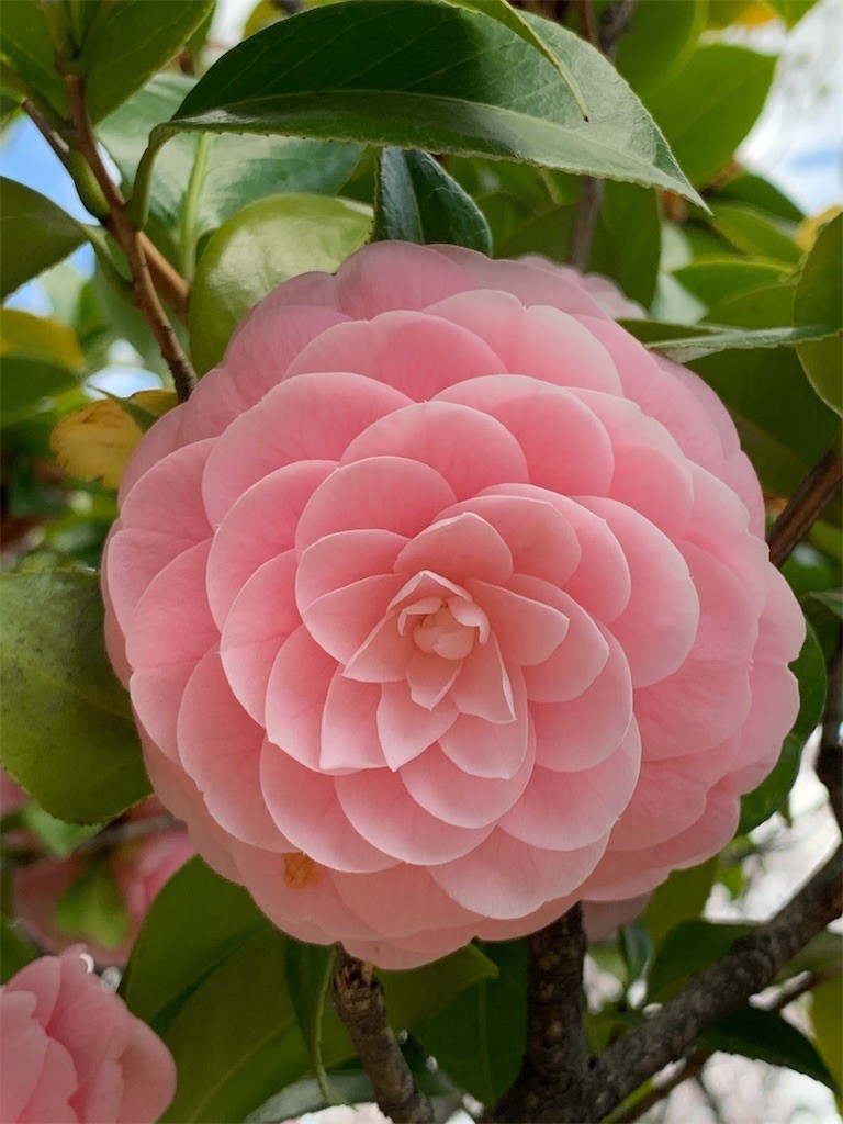 f:id:aladin_a4:20200405151548j:image