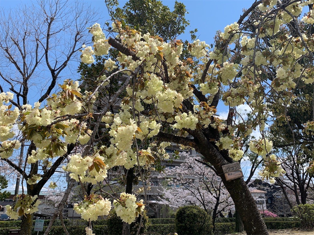f:id:aladin_a4:20200405151613j:image