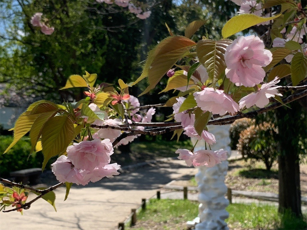 f:id:aladin_a4:20200405151630j:image