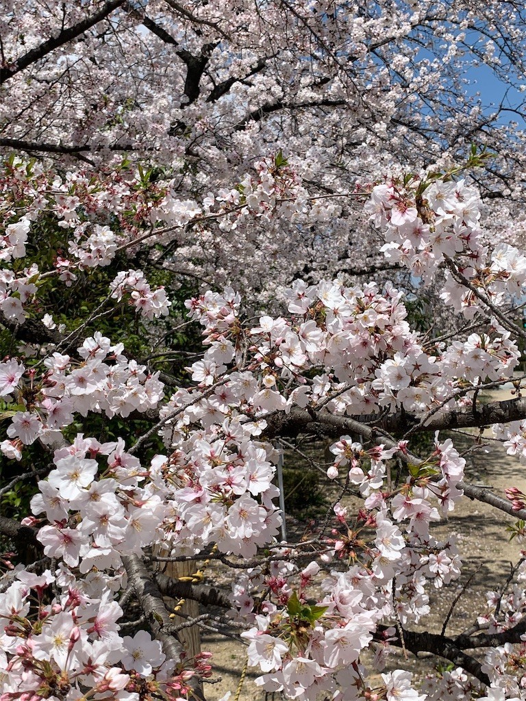 f:id:aladin_a4:20200405151635j:image