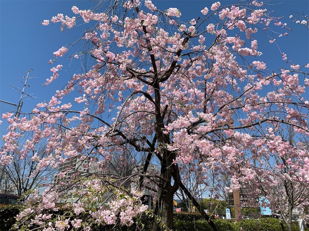 f:id:aladin_a4:20200405151652j:image
