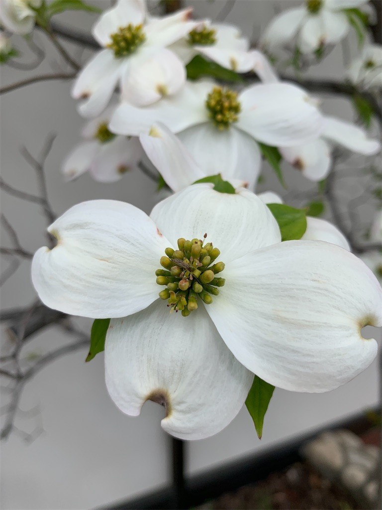 f:id:aladin_a4:20200419124455j:image