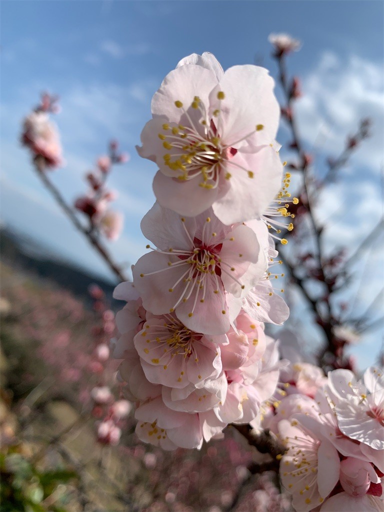 f:id:aladin_a4:20210223164848j:image