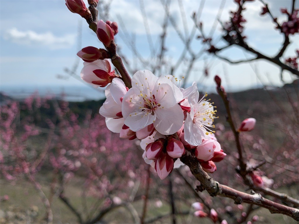 f:id:aladin_a4:20210223164938j:image