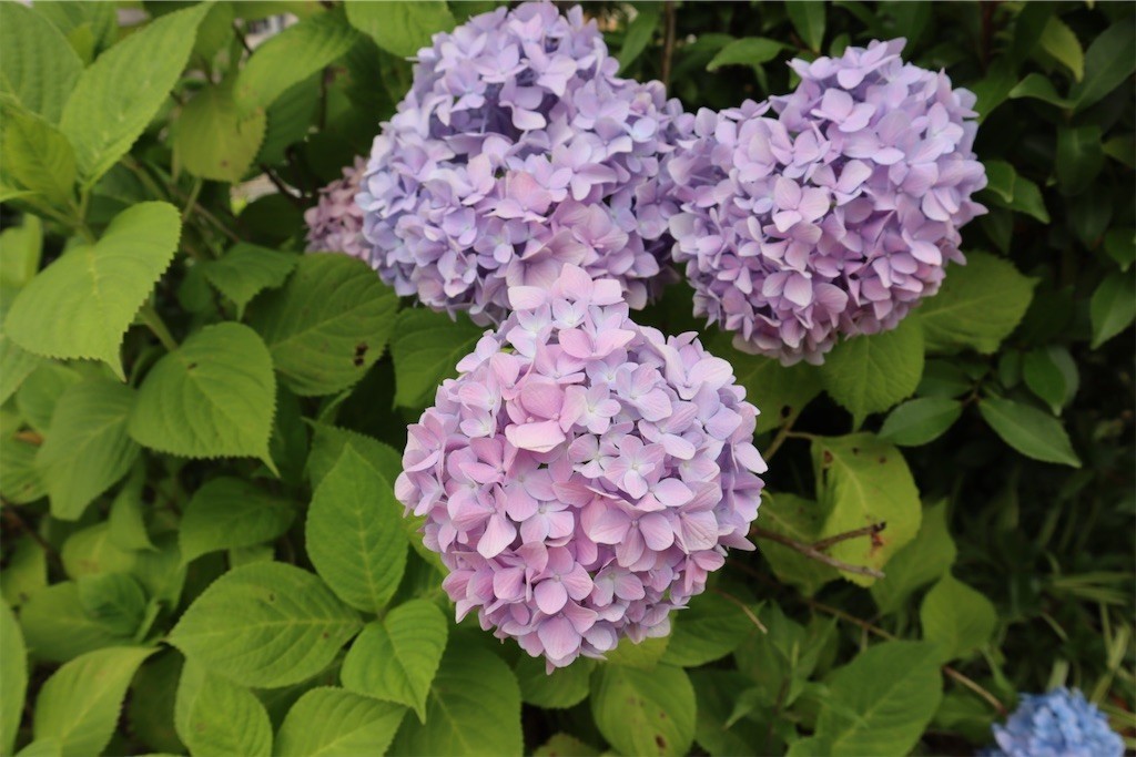 f:id:aladin_a4:20210605191933j:image