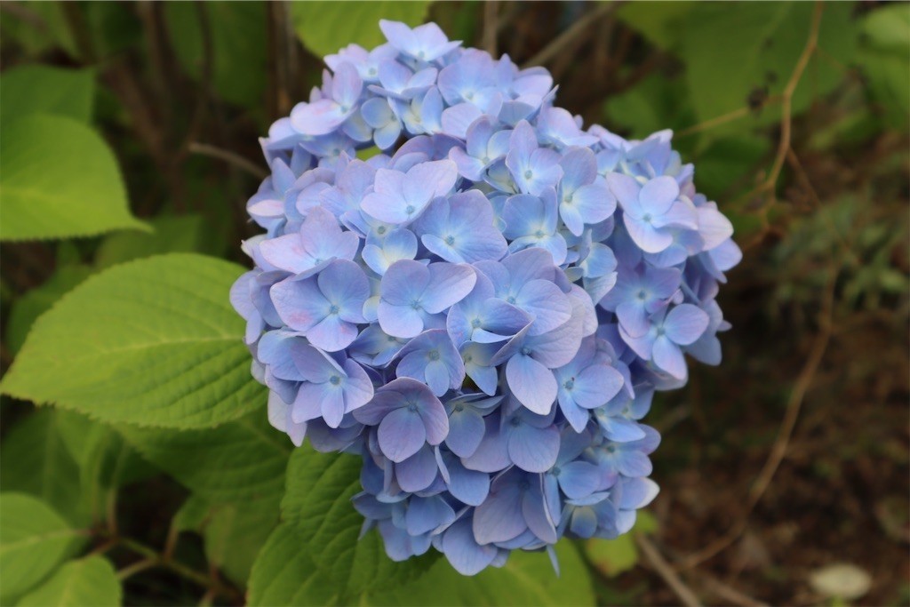 f:id:aladin_a4:20210605191936j:image