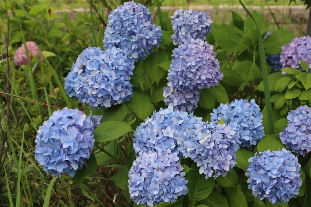 f:id:aladin_a4:20210605191940j:image