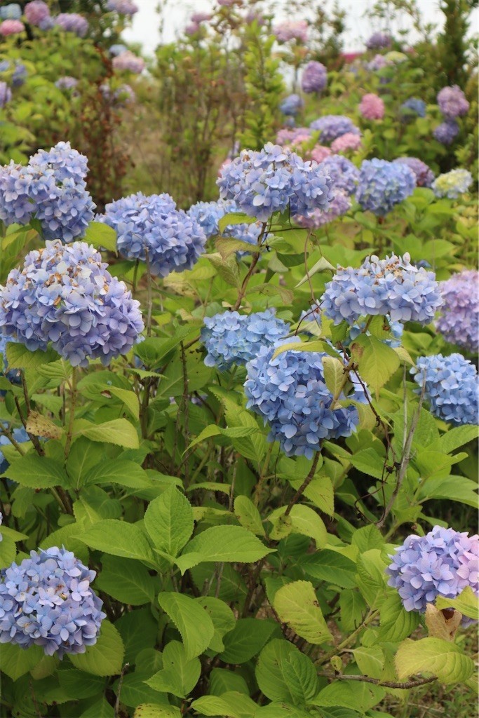 f:id:aladin_a4:20210605192007j:image