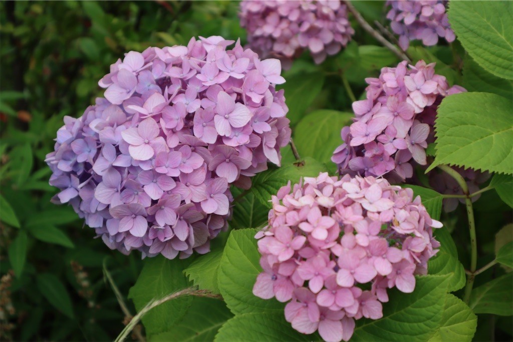 f:id:aladin_a4:20210605192010j:image