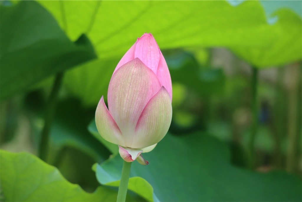 f:id:aladin_a4:20210717135756j:image
