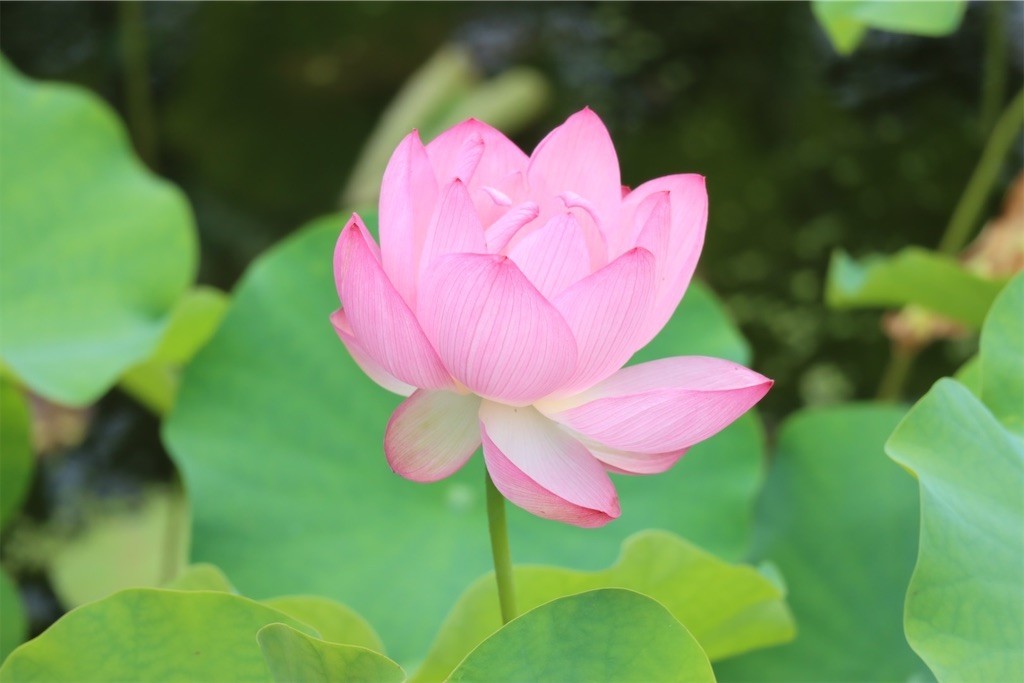 f:id:aladin_a4:20210717135801j:image