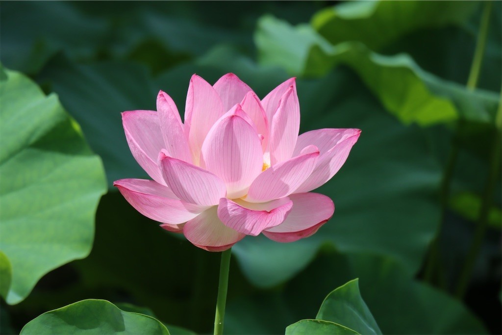 f:id:aladin_a4:20210717135807j:image