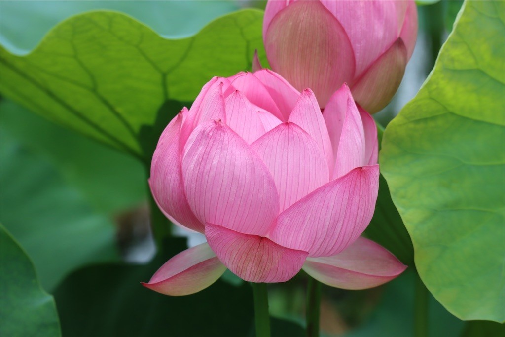 f:id:aladin_a4:20210717135814j:image