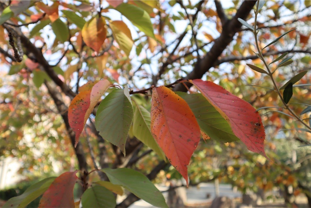 f:id:aladin_a4:20211107154723j:image