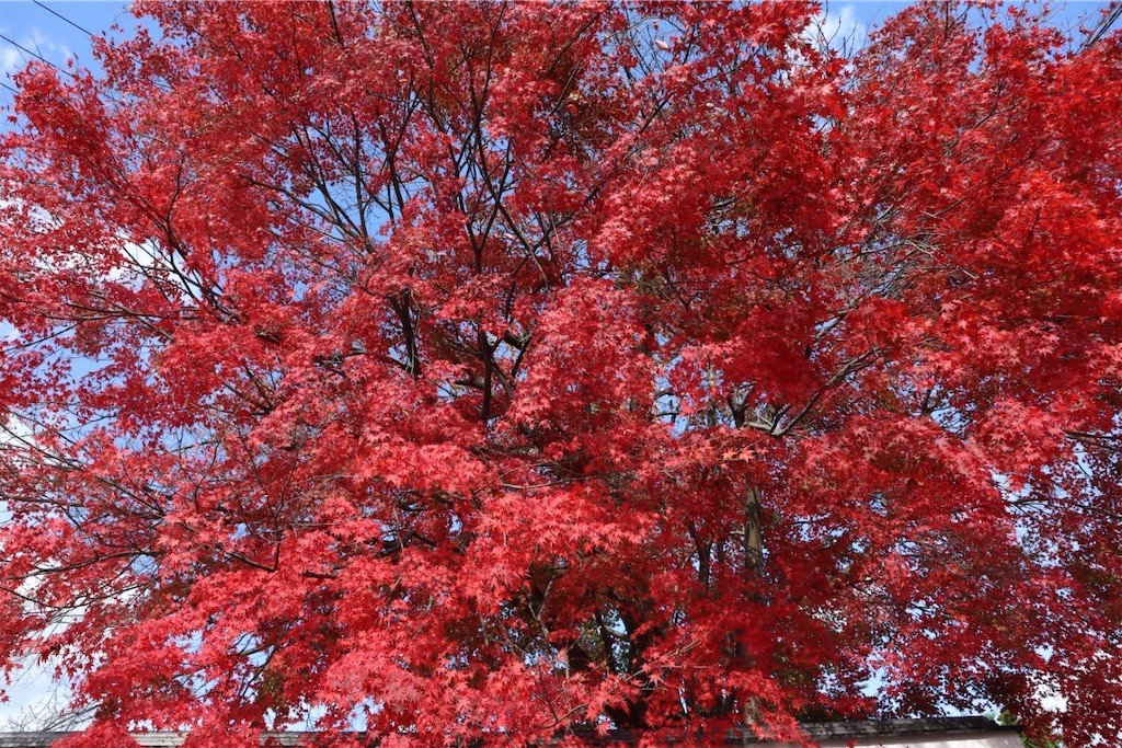 f:id:aladin_a4:20211123144848j:image