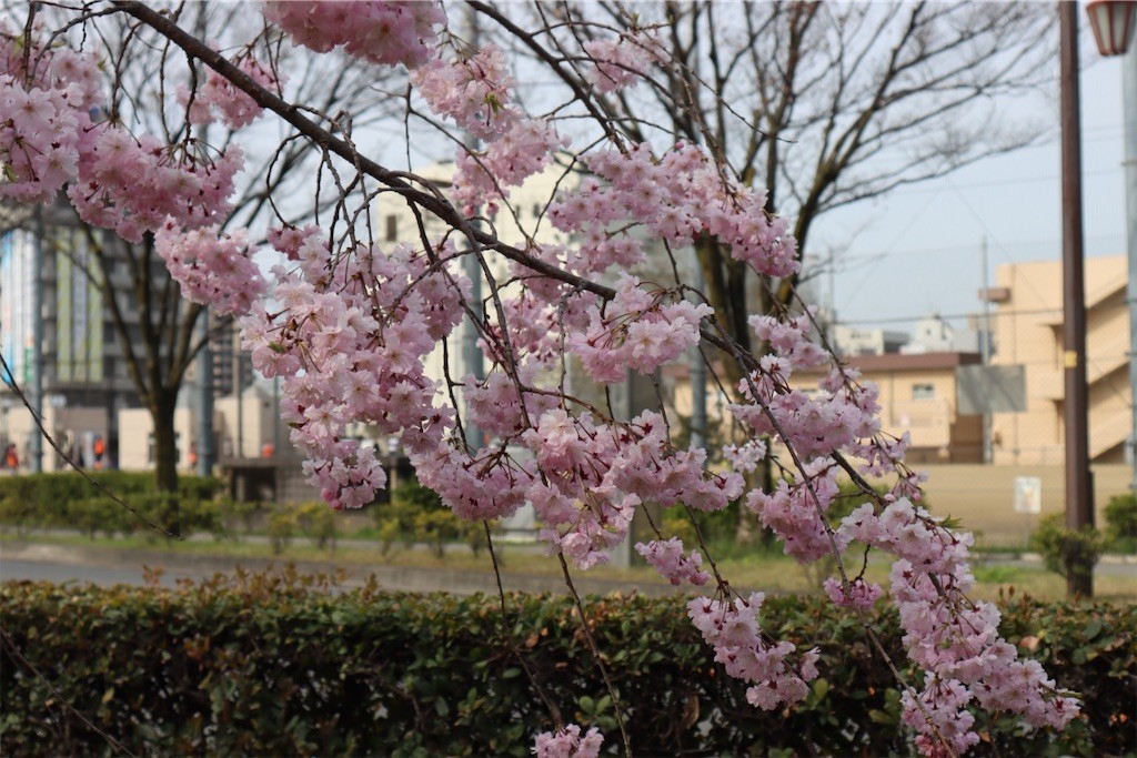f:id:aladin_a4:20220402222535j:image