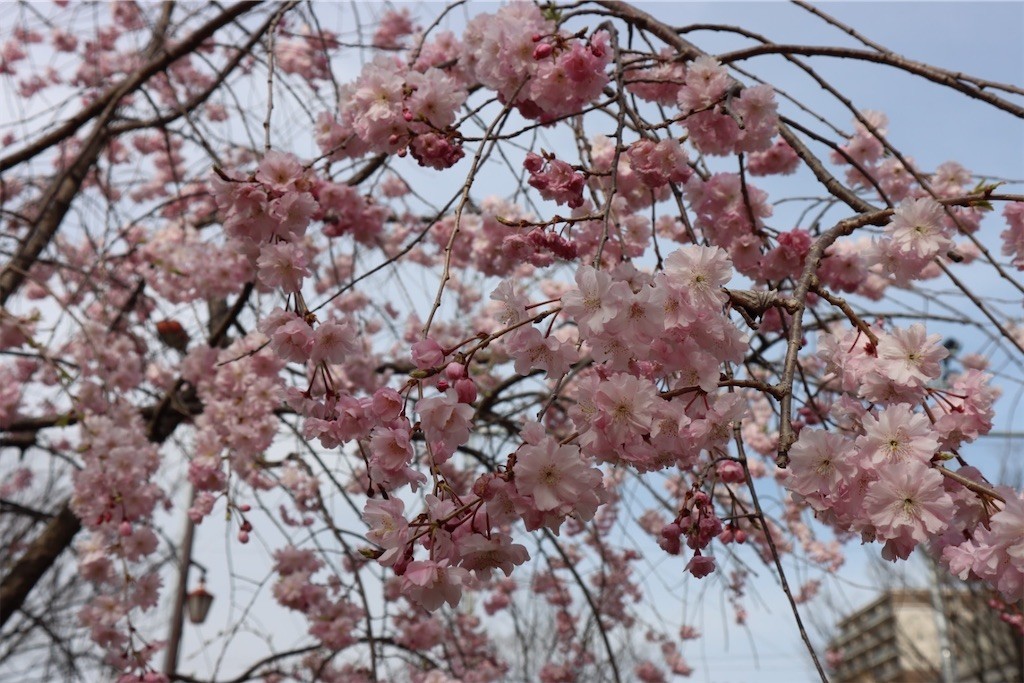 f:id:aladin_a4:20220402222539j:image
