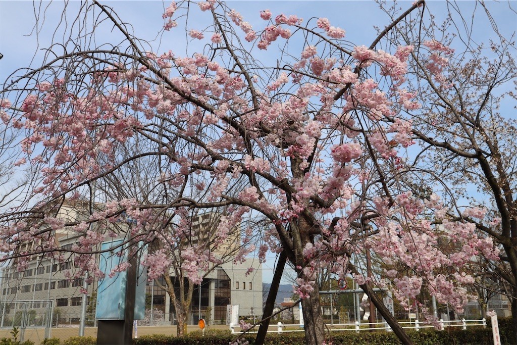 f:id:aladin_a4:20220402222543j:image