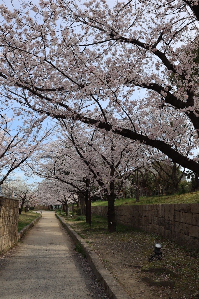 f:id:aladin_a4:20220402222546j:image