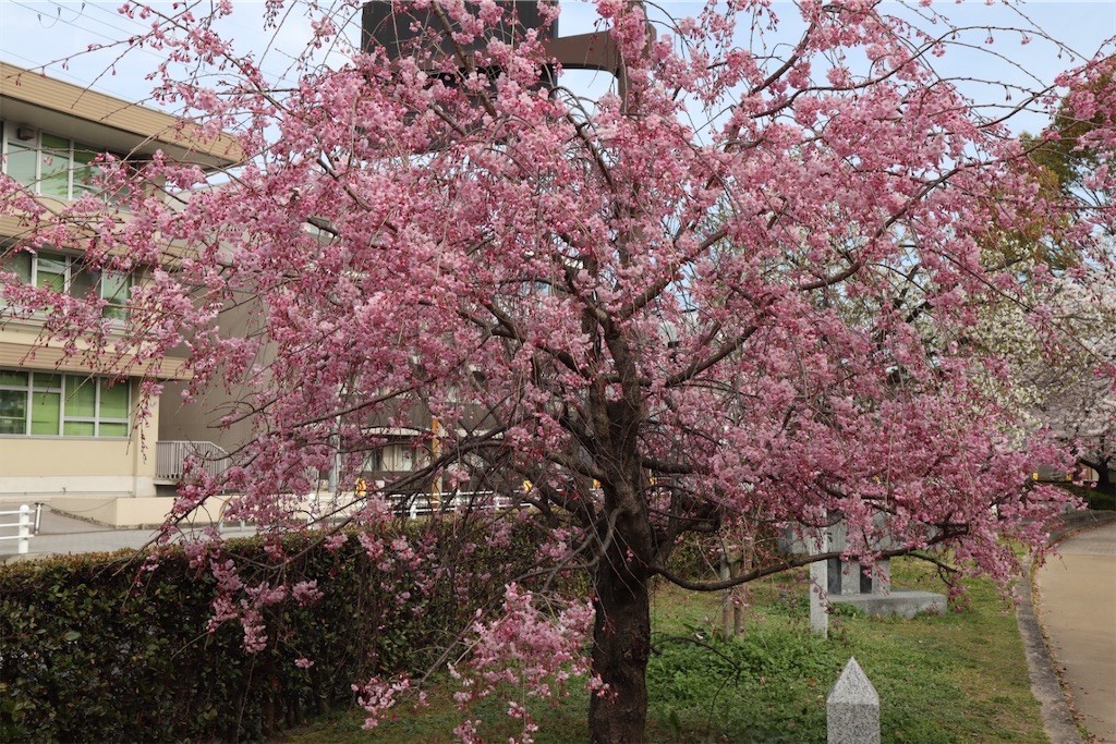 f:id:aladin_a4:20220402222549j:image