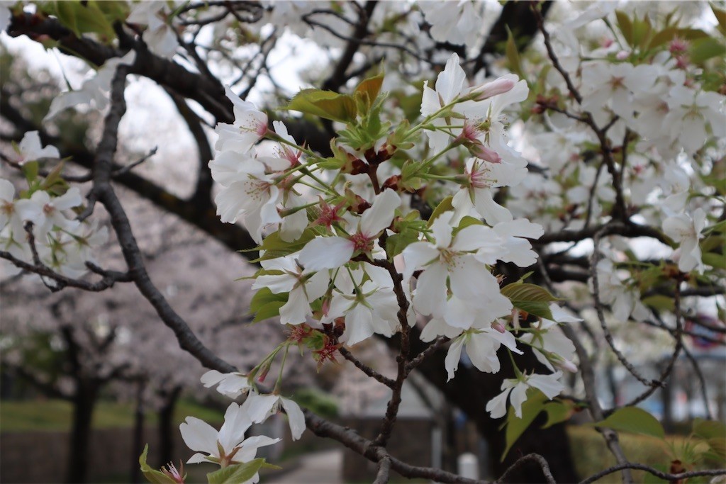 f:id:aladin_a4:20220402222559j:image