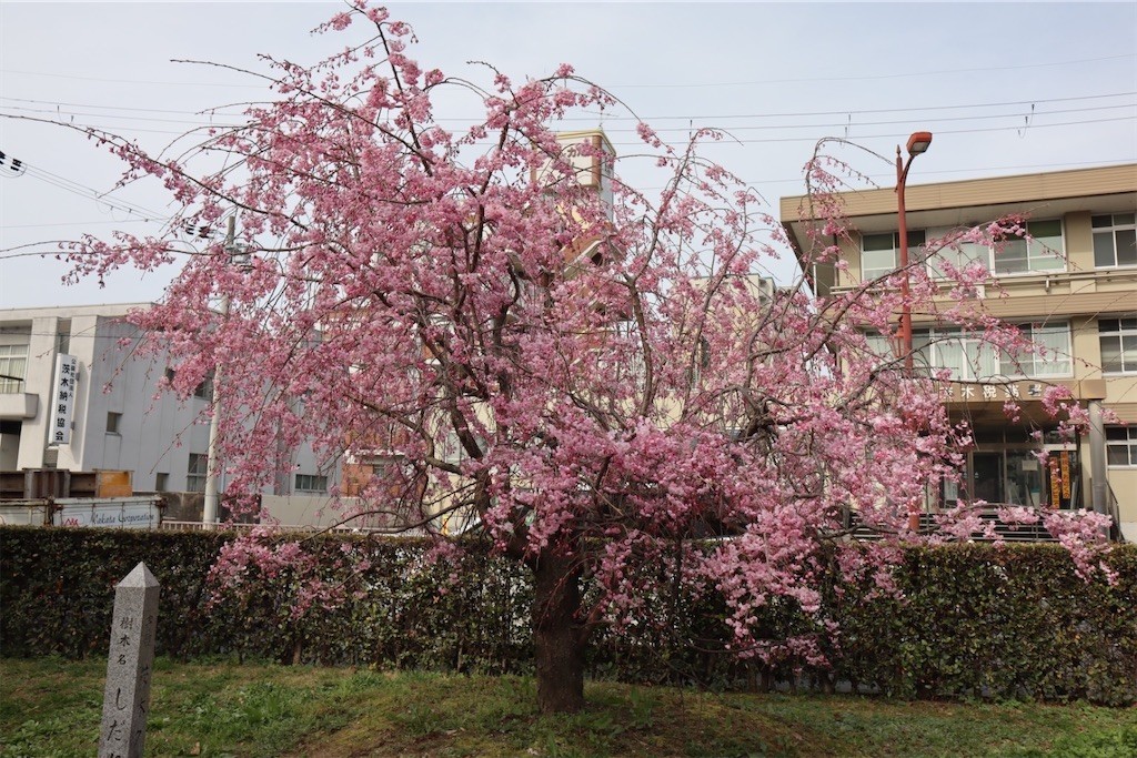 f:id:aladin_a4:20220402222605j:image