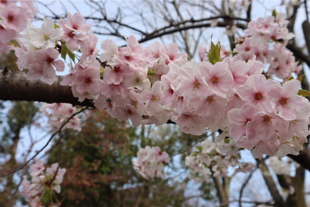 f:id:aladin_a4:20220402222608j:image