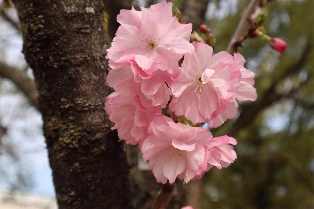 f:id:aladin_a4:20220402222611j:image
