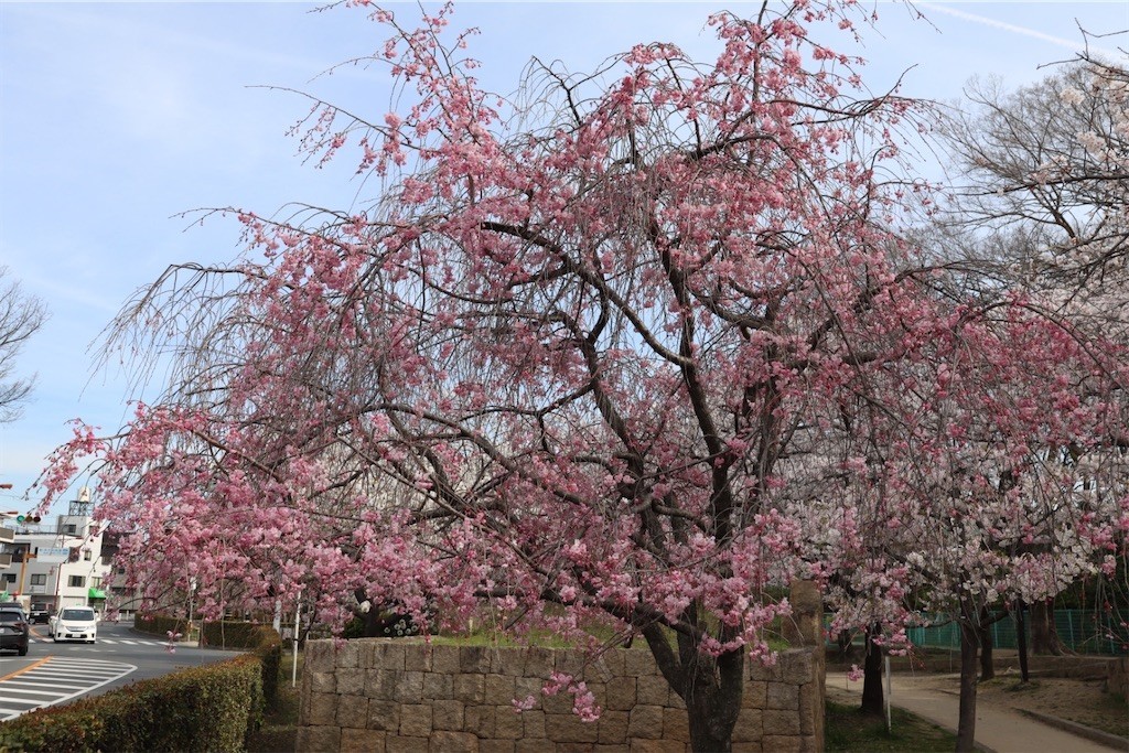f:id:aladin_a4:20220402222628j:image