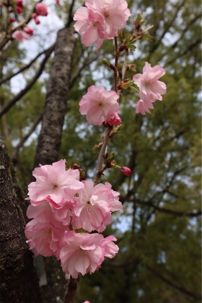 f:id:aladin_a4:20220402222634j:image
