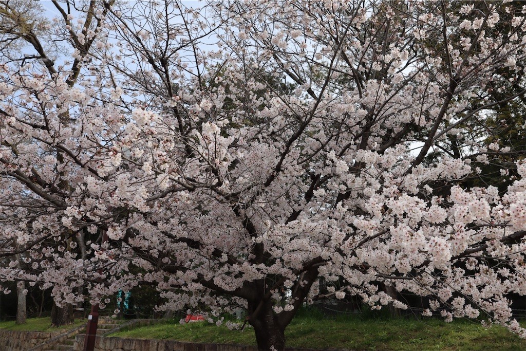 f:id:aladin_a4:20220402222637j:image