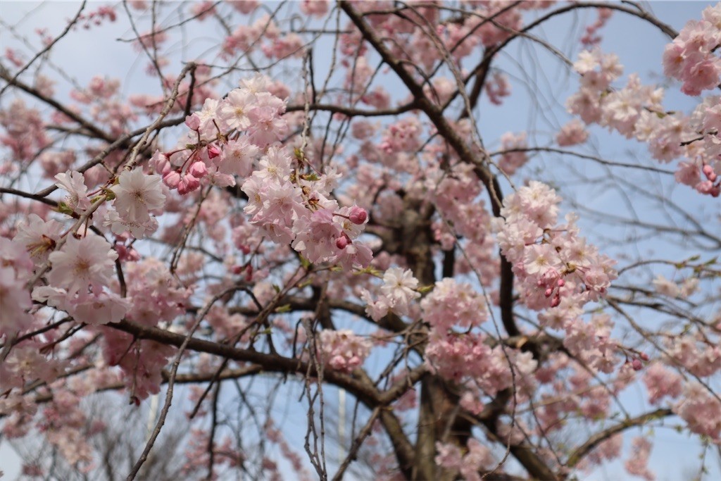 f:id:aladin_a4:20220402222640j:image