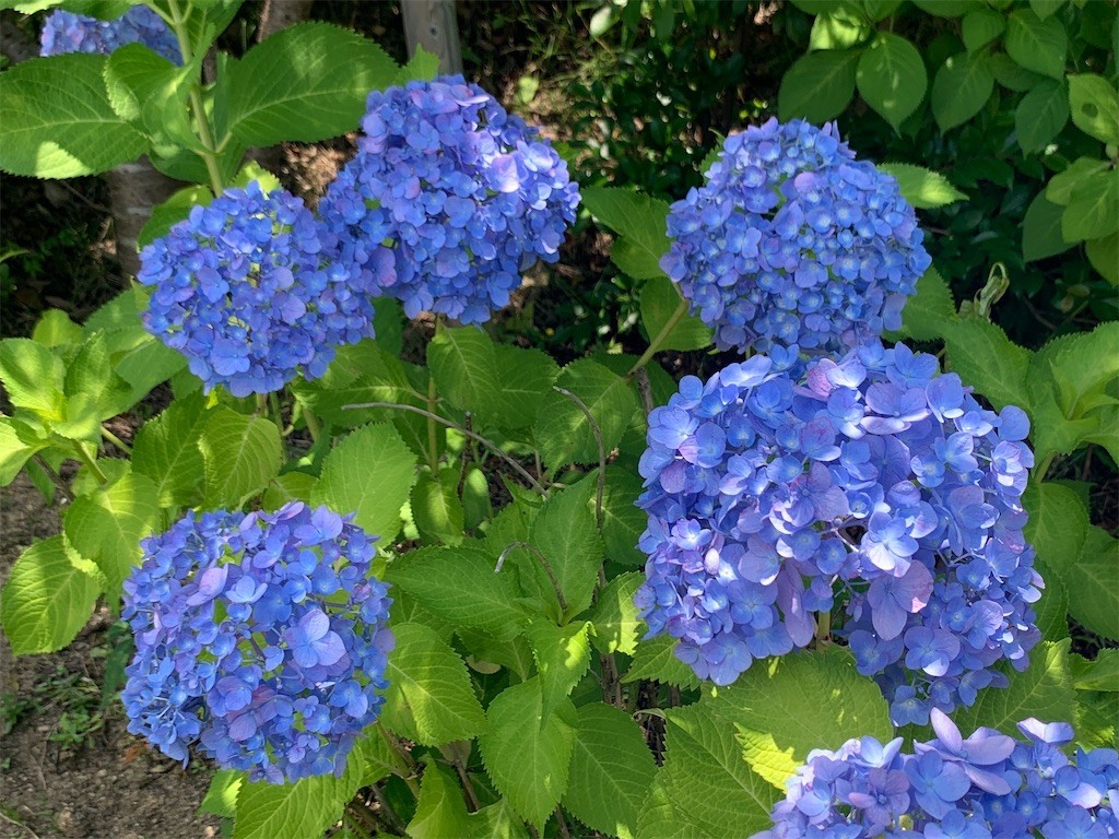 f:id:aladin_a4:20220604235041j:image