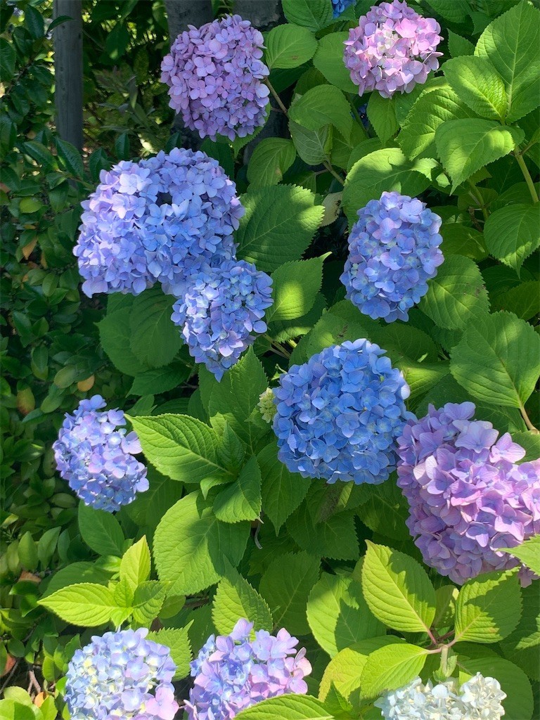 f:id:aladin_a4:20220604235044j:image