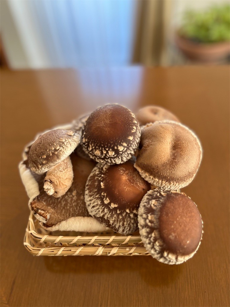 f:id:aladin_a4:20221126234914j:image