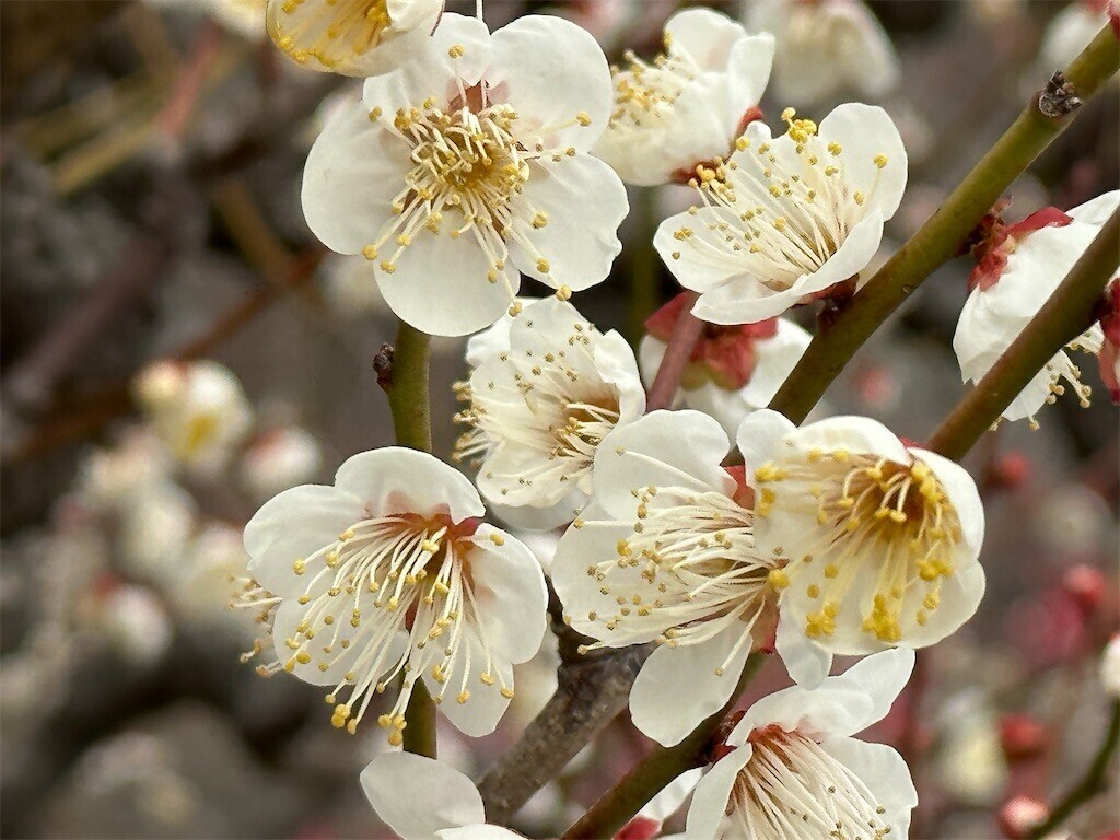 f:id:aladin_a4:20230223160133j:image