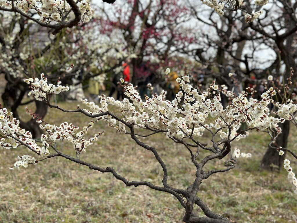 f:id:aladin_a4:20230223160141j:image