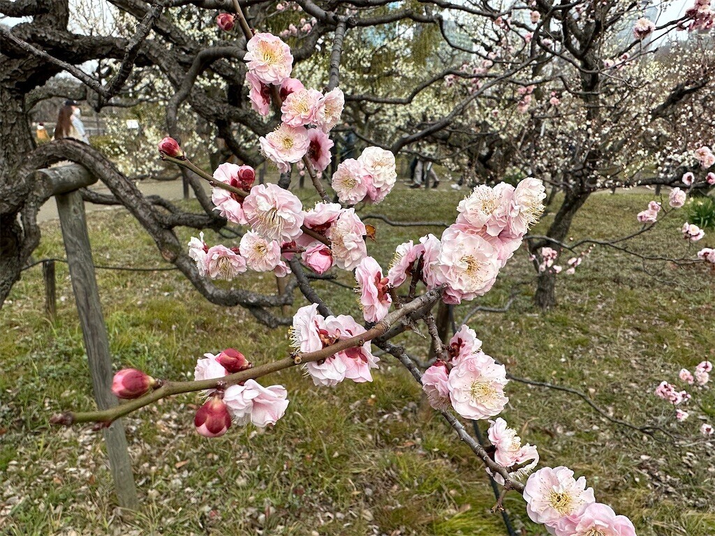 f:id:aladin_a4:20230223160148j:image