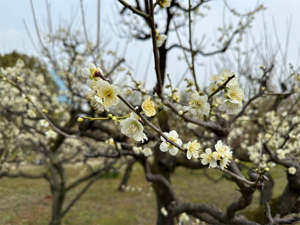 f:id:aladin_a4:20230223160159j:image